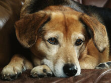 Mixed breed dog.