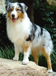 File:Australian Shepherd.jpg