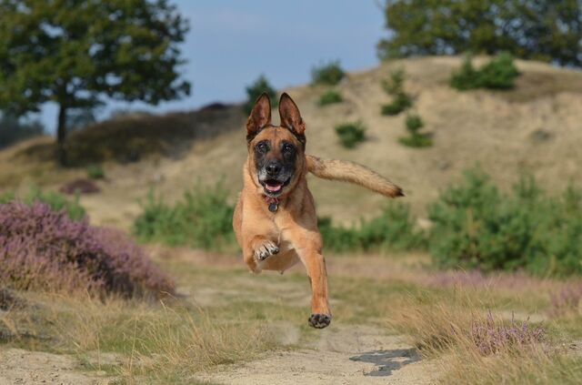 File:Belgian Malinois Jumping.jpg