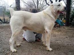File:Asiat shepherd.jpg