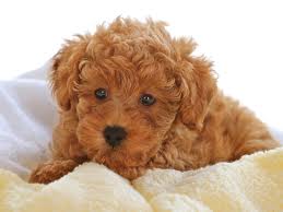 Toy poodle