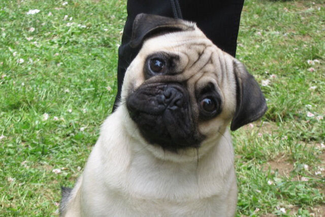 File:Pug.jpg