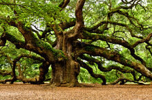 Quercia3