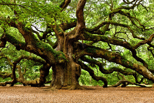 File:Quercia3.jpg