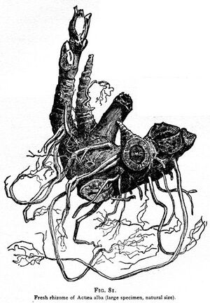 Rhizom