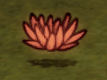 Abigail Flower.gif
