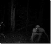 The Rake