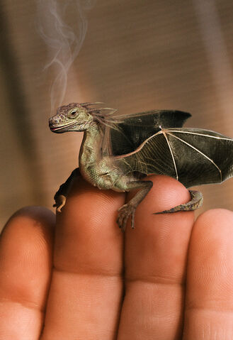 Datei:Baby-dragon.jpg