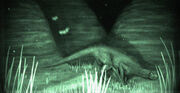 Spinolurus Foto