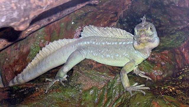 Datei:Basiliscus plumifrons1.jpg