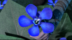 Blauer Oleander Blüte.png