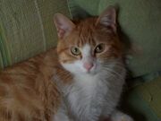 Astor3.jpg