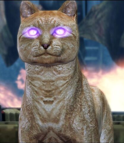 File:Kitty.jpg