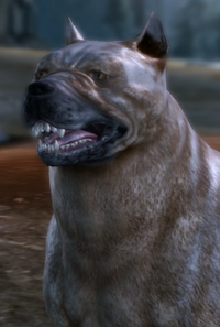Dog image
