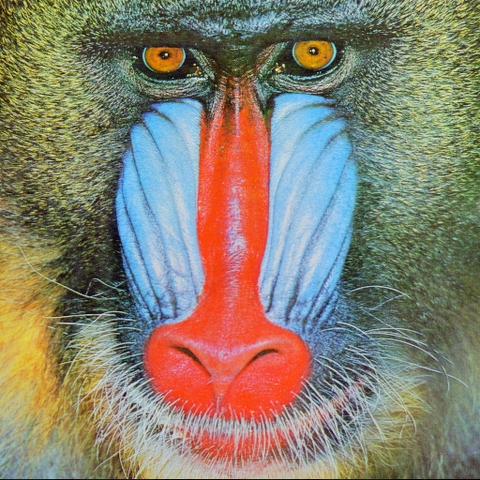 File:Mandril.png