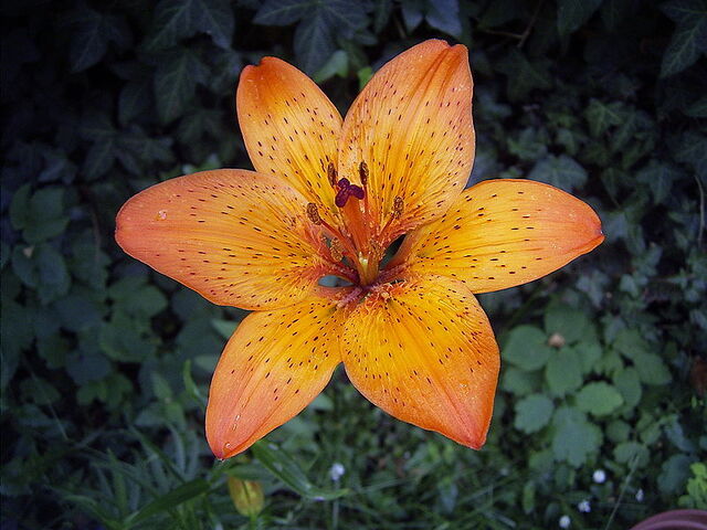 File:800px-LiliumBulbiferumCroceumBologna.jpg