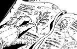 Piante.png