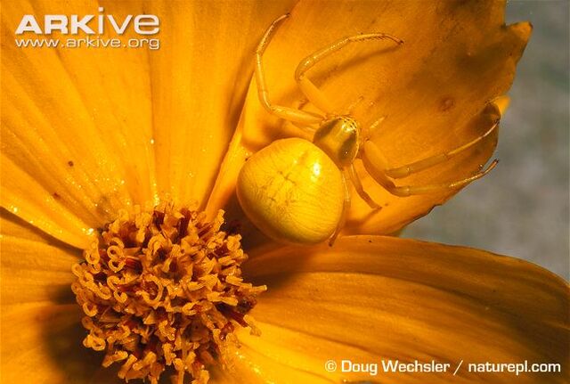 File:Female-crab-spider-camouflaged-on-flower.jpg