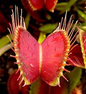 170px-VFT ne1