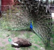 Peacock