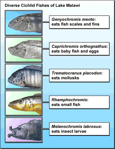 File:Cichlids.gif