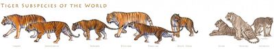 Tiger subspecies by tardiscat-d1388zh-1024x185