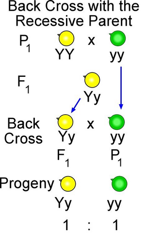 File:Backcrossing.png