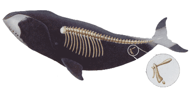 Vestigial-whale1