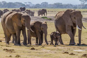 Herd of Elephants