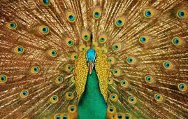 Peacock-dance-hd-images-269x170