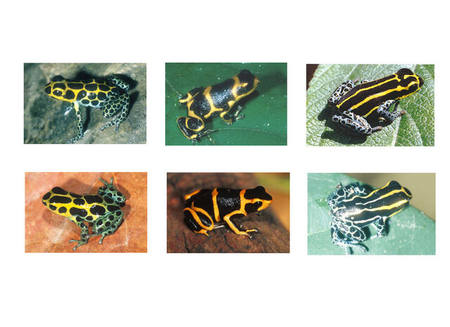 File:Mullerian frogs.jpg