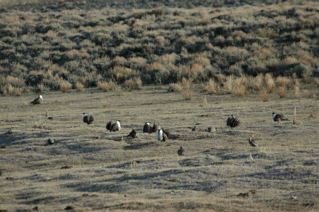 File:Sage Grouse Lek.jpg