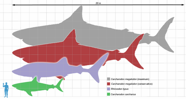 File:800px-Megalodon scale1.png