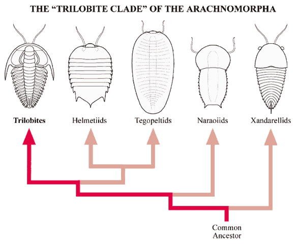 File:Trilobite clade.gif