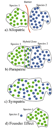 Parapatric speciation example 2