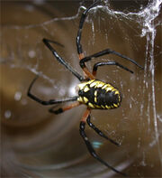 Argiope orb web spider