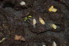 File:Cicada larva.jpg