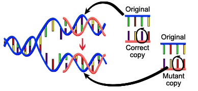 Dna-mutation