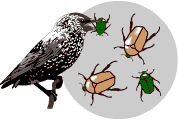 Browngreenbeetles2