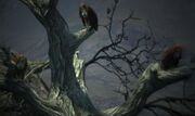 Dragon's Dogma - Harpies.jpg
