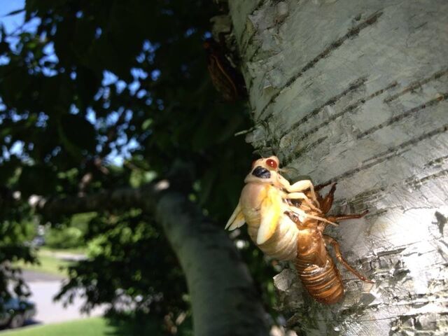 File:Cicadas.jpeg