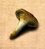 Kroetenschemel01.jpg