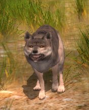 Wolf.jpeg