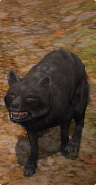 Grauwolf.jpg