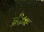 Gulmond-Pflanze.jpg