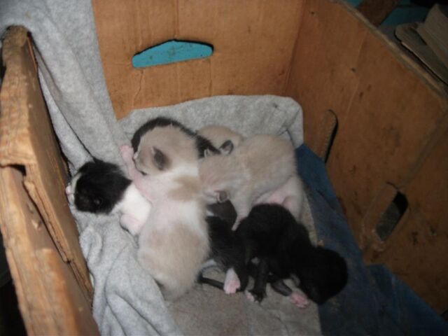 Archivo:Todoslos gatos.jpg