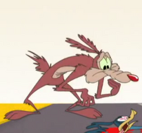 Coyotes