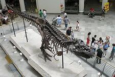 Sue skeleton