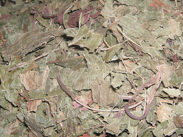 Datei:800px-Kratom.jpg