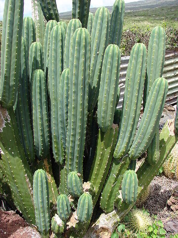 Datei:450px-Starr 070320-5799 Echinopsis pachanoi.jpg